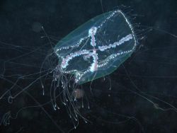 Idromedusa in the night of the Mediterranean sea - Canon ... by Ferdinando Meli 